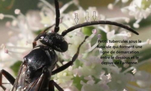 Indéterminé